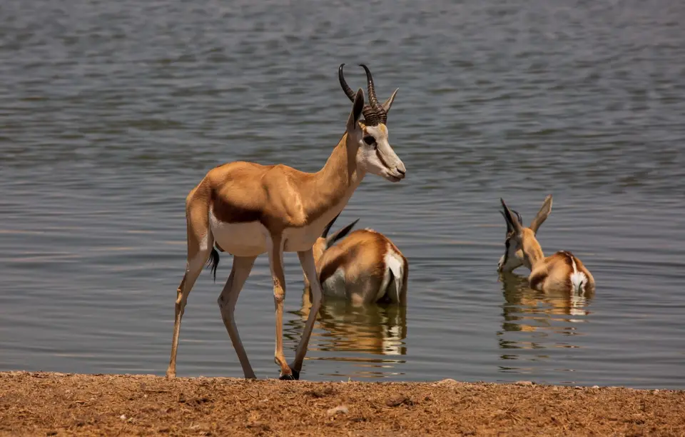 Namibia_Etosha_915.jpg