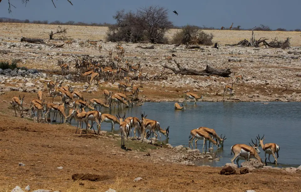 Namibia_Etosha_916.jpg