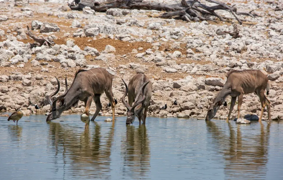 Namibia_Etosha_919.jpg