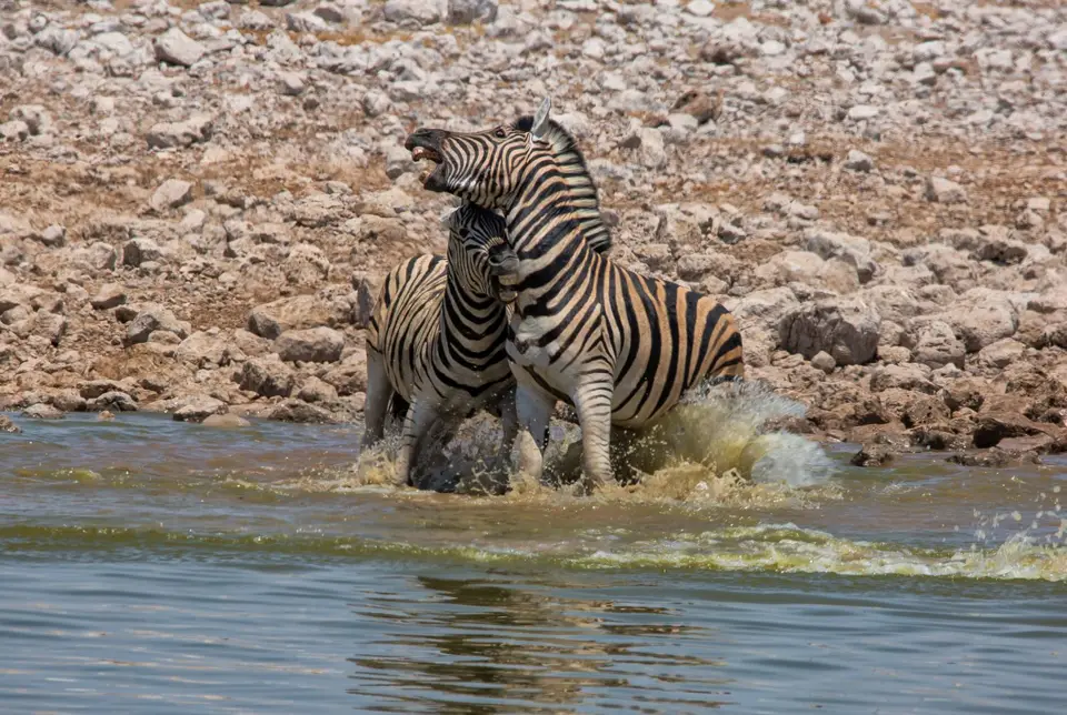 Namibia_Etosha_922.jpg