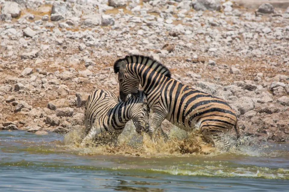 Namibia_Etosha_923.jpg