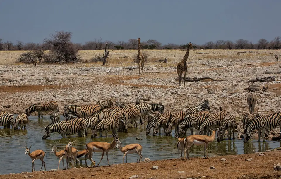 Namibia_Etosha_924.jpg