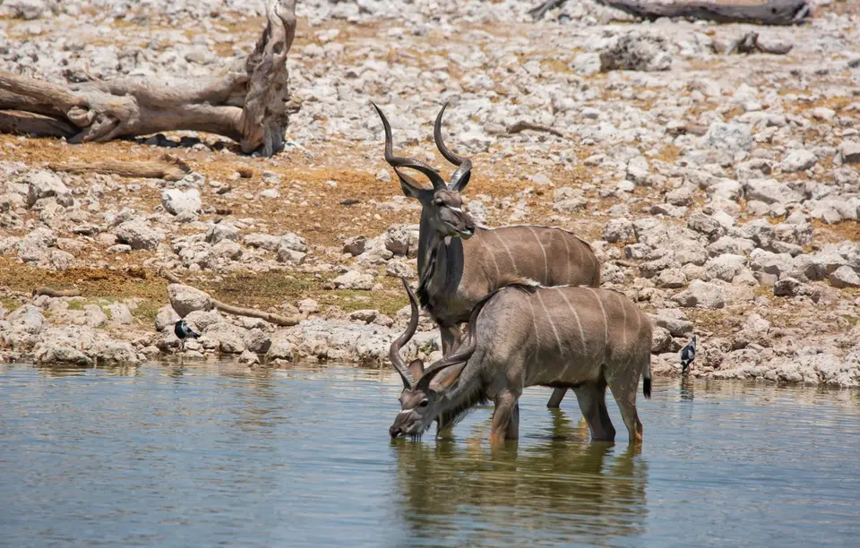 Namibia_Etosha_925.jpg
