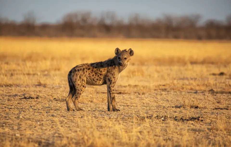 Namibia_Etosha_928.jpg