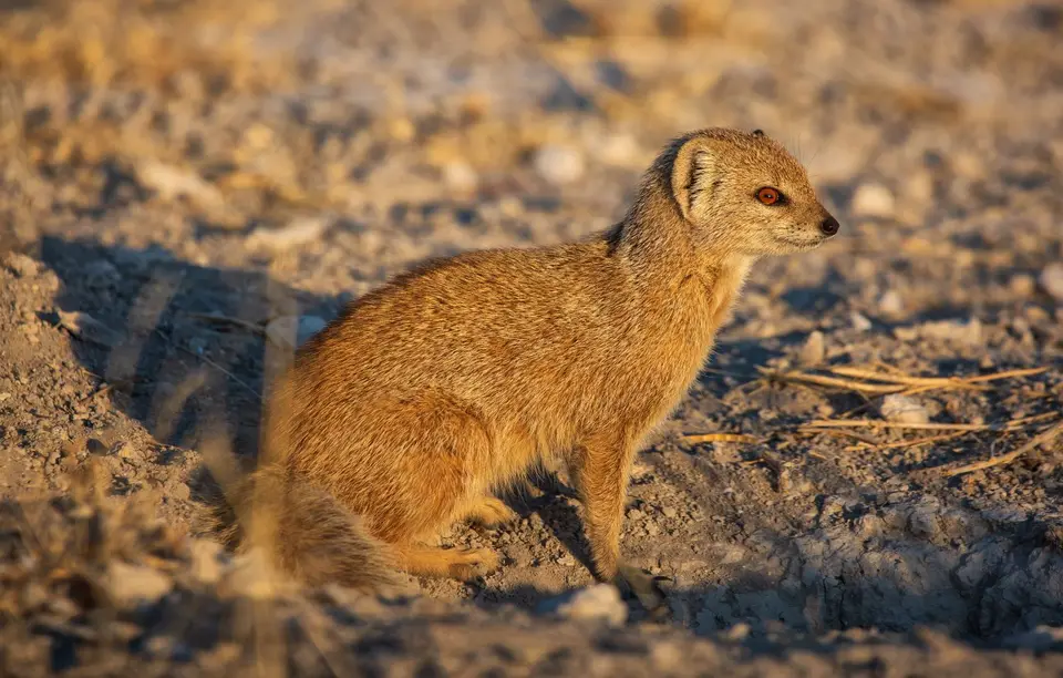 Namibia_Etosha_934.jpg