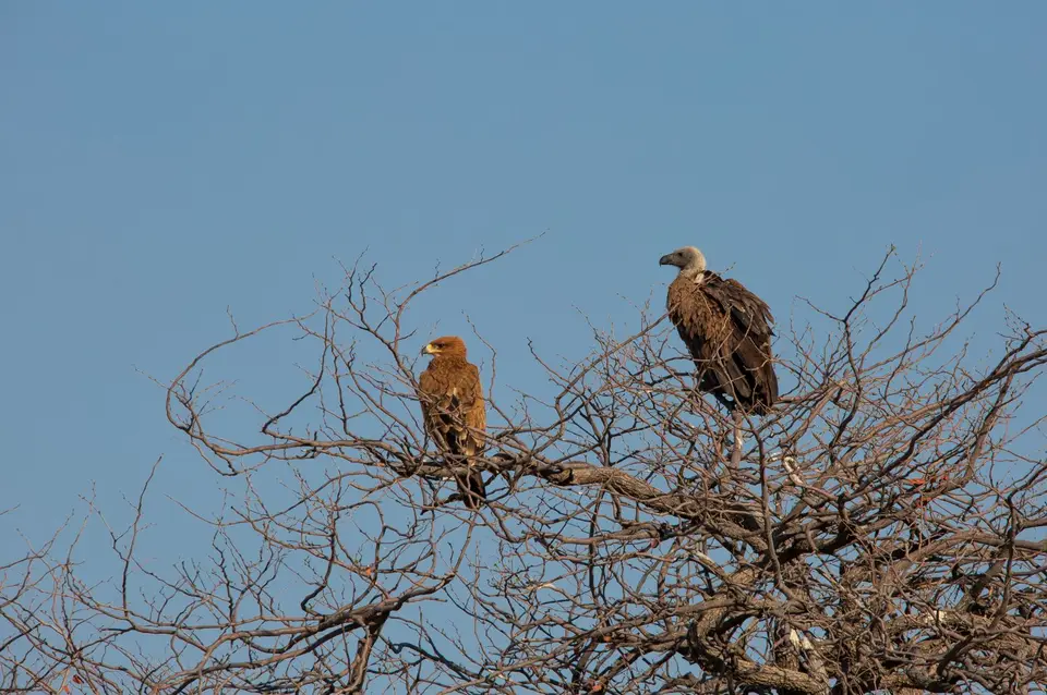Namibia_Etosha_937.jpg