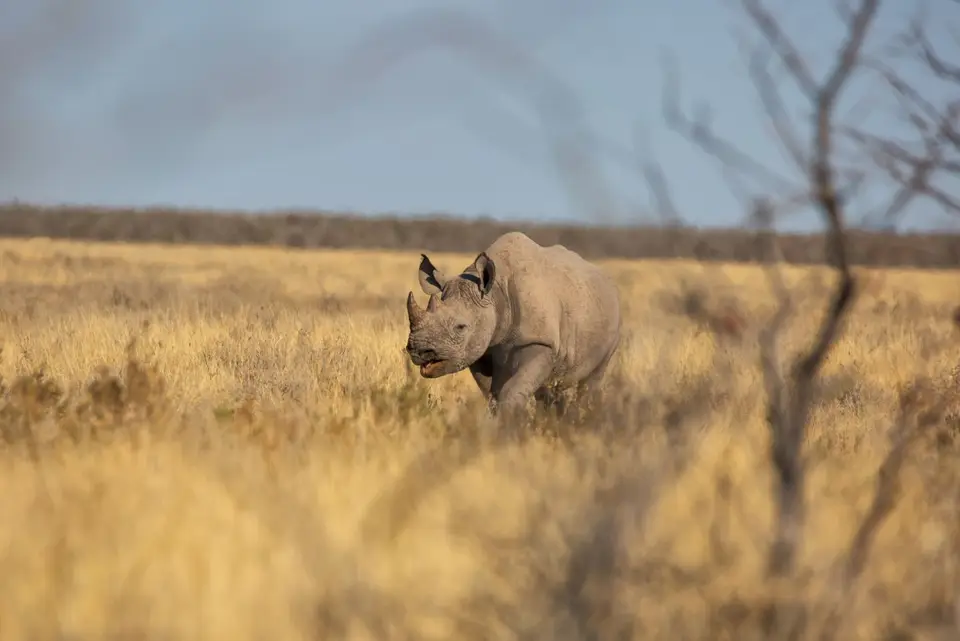 Namibia_Etosha_938.jpg