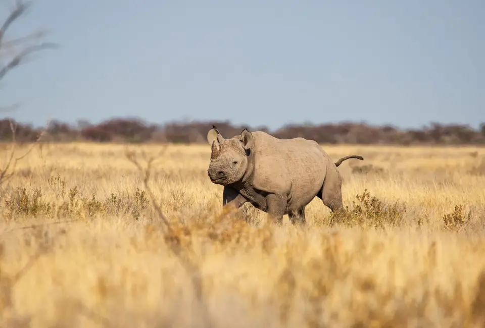 Namibia_Etosha_939.jpg