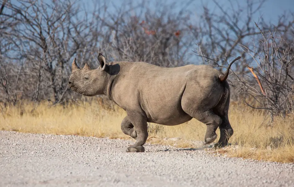 Namibia_Etosha_940.jpg