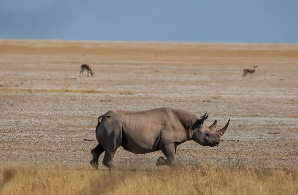 Namibia_Etosha_943.jpg
