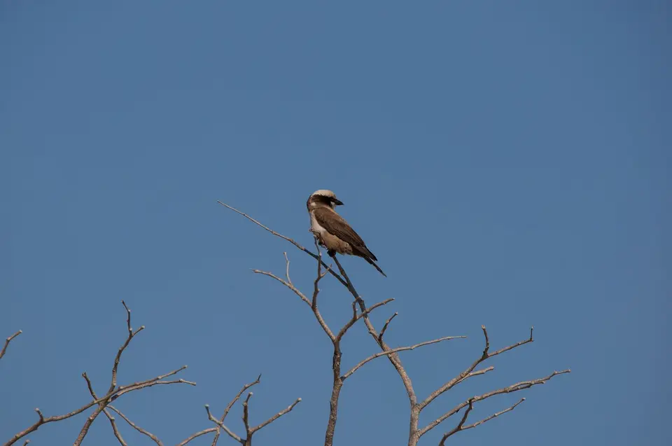 Namibia_Etosha_944.jpg