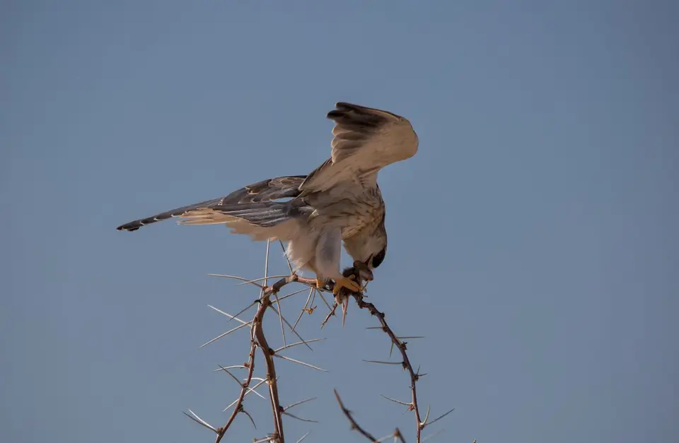 Namibia_Etosha_945.jpg