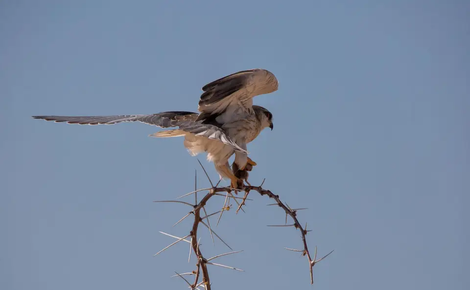 Namibia_Etosha_946.jpg