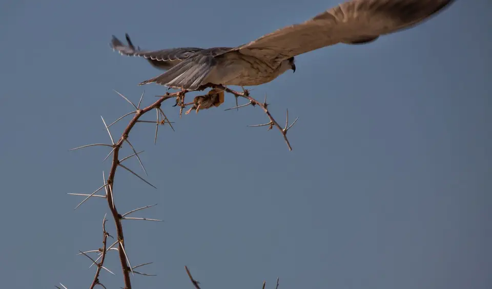 Namibia_Etosha_947.jpg