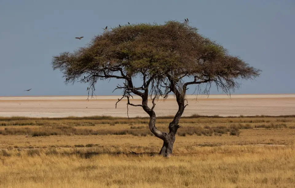 Namibia_Etosha_952.jpg