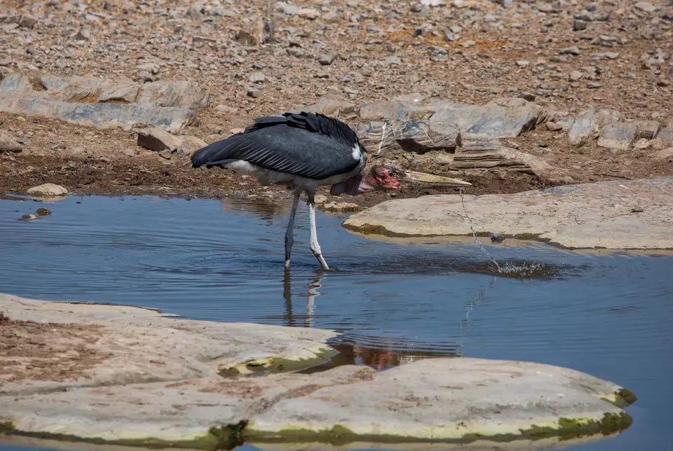Namibia_Etosha_956.jpg