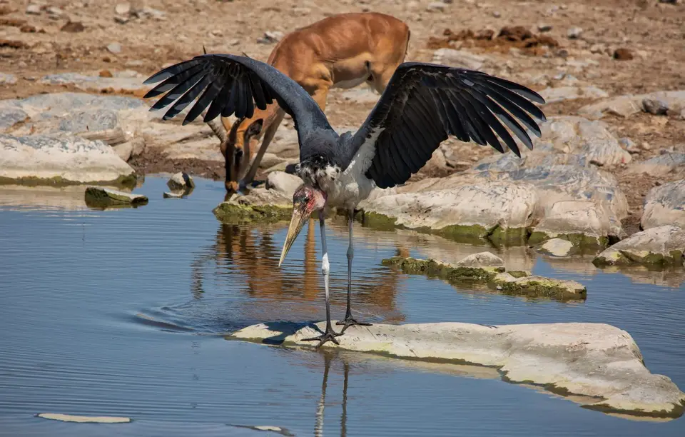 Namibia_Etosha_957.jpg