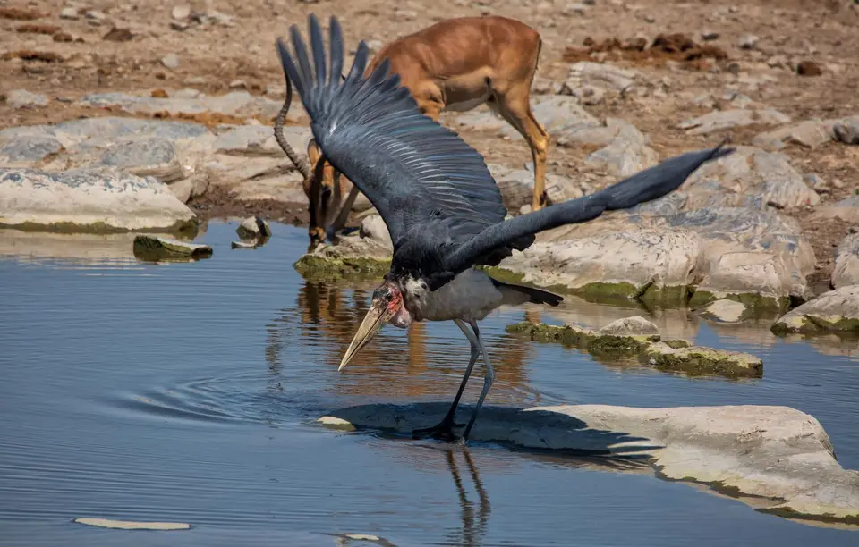 Namibia_Etosha_958.jpg