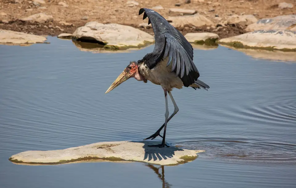 Namibia_Etosha_960.jpg