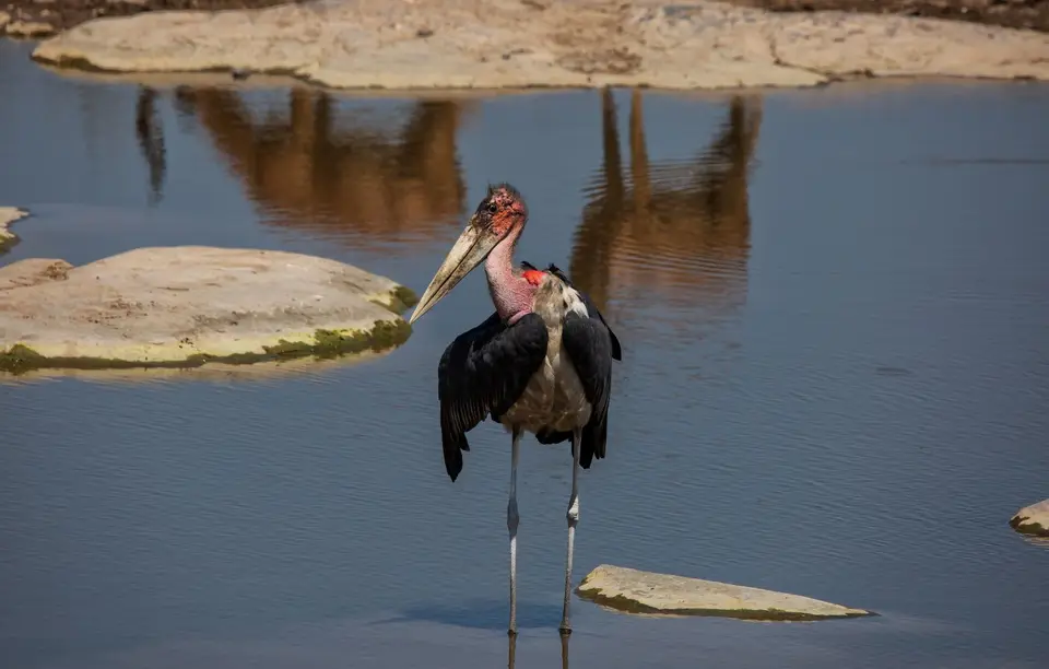 Namibia_Etosha_963.jpg