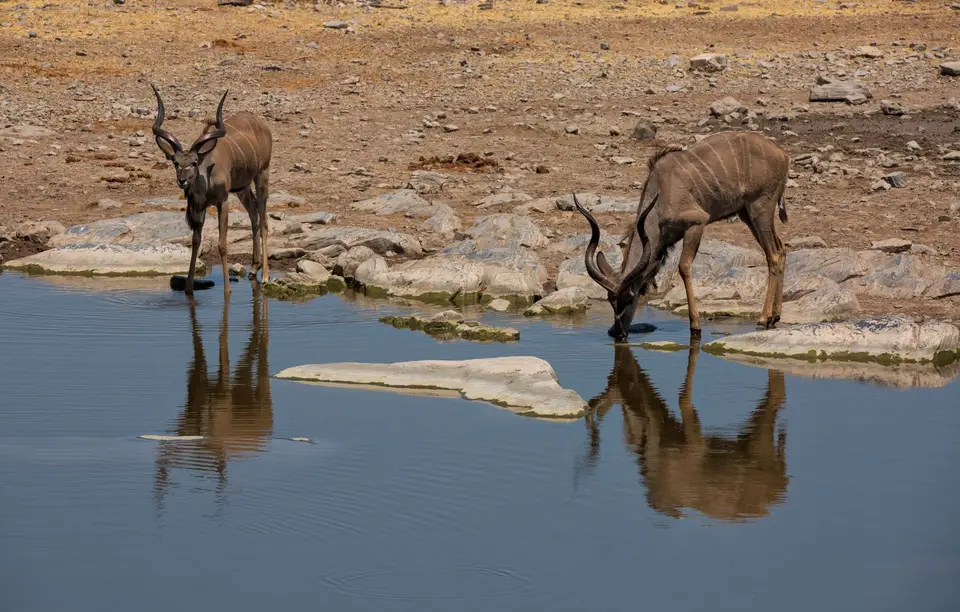 Namibia_Etosha_964.jpg