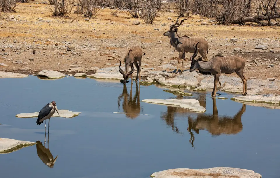 Namibia_Etosha_965.jpg