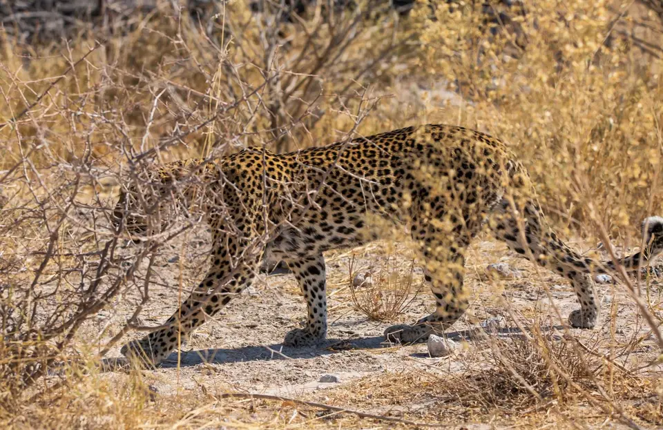 Namibia_Etosha_967.jpg