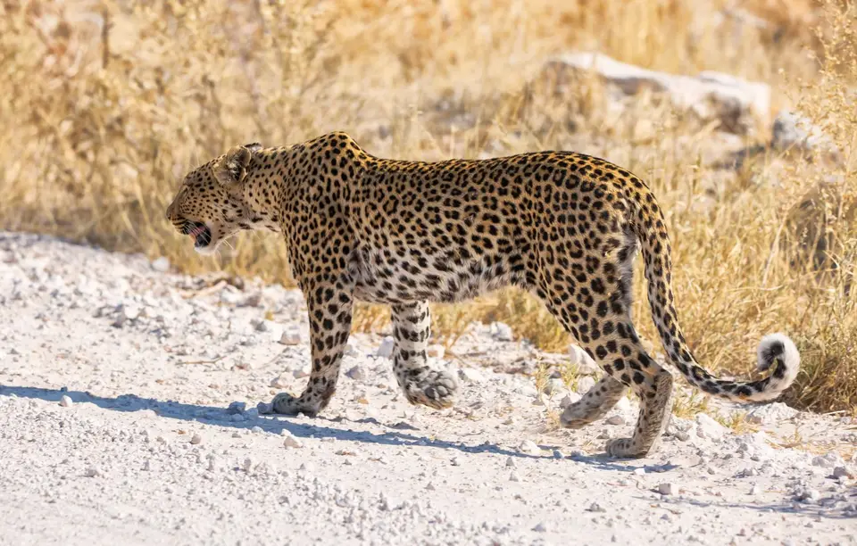Namibia_Etosha_968.jpg