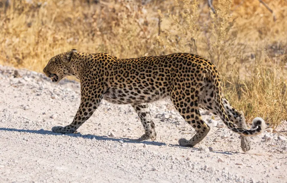 Namibia_Etosha_969.jpg