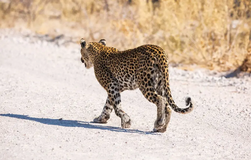 Namibia_Etosha_971.jpg