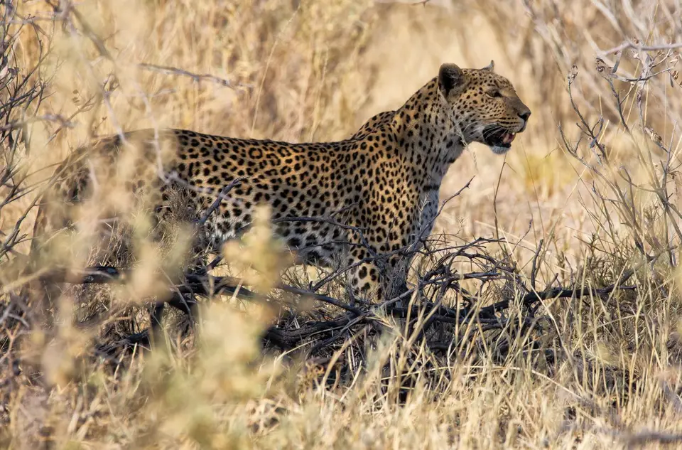 Namibia_Etosha_973.jpg