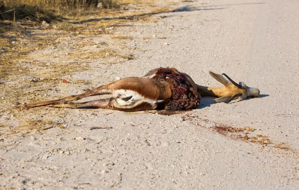 Namibia_Etosha_975.jpg