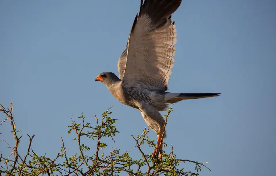 Namibia_Etosha_978.jpg