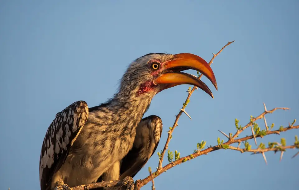 Namibia_Etosha_982.jpg