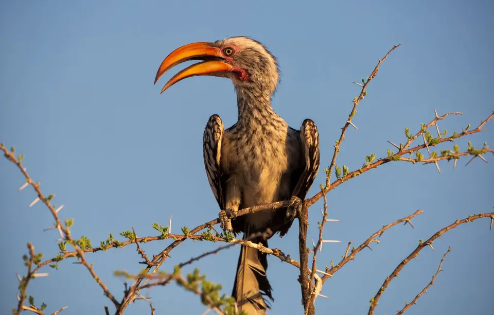 Namibia_Etosha_985.jpg