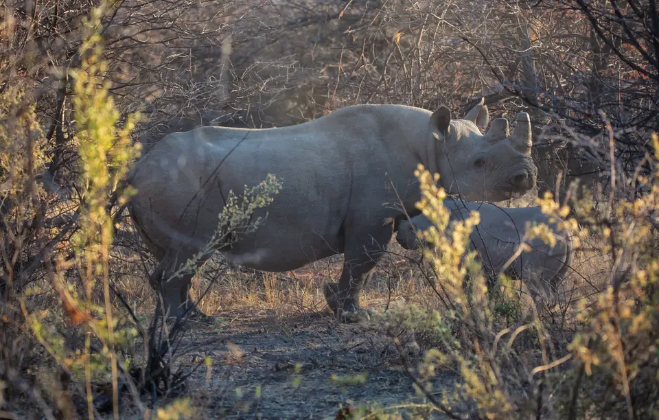 Namibia_Etosha_989.jpg