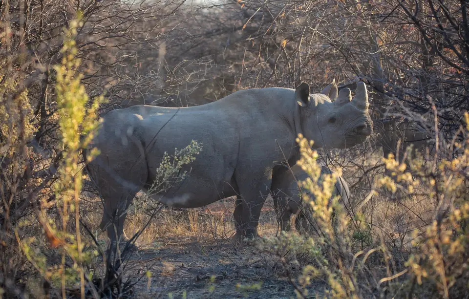 Namibia_Etosha_990.jpg