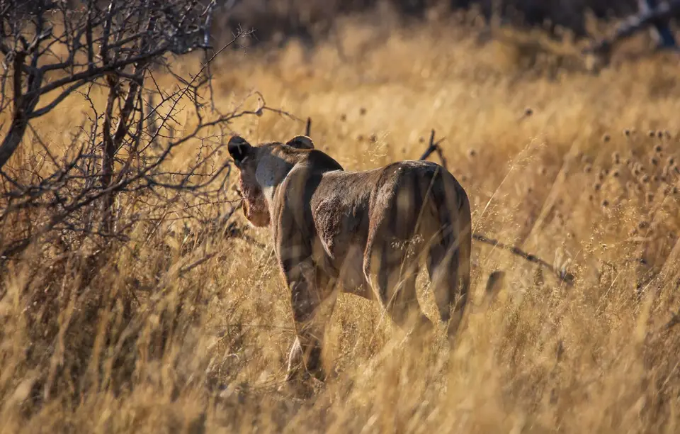 Namibia_Etosha_994.jpg