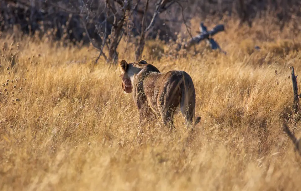 Namibia_Etosha_995.jpg