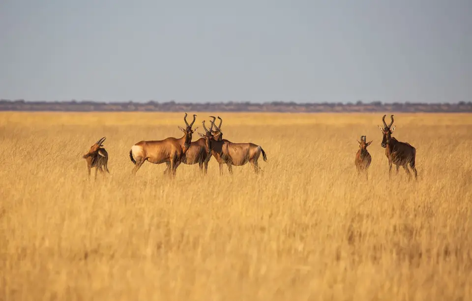 Namibia_Etosha_996.jpg