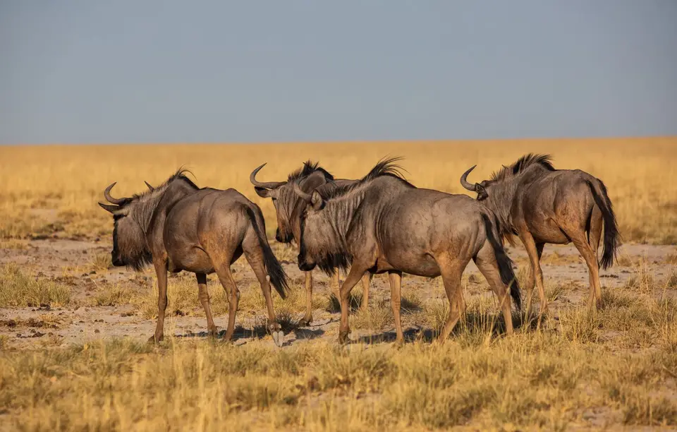 Namibia_Etosha_998.jpg