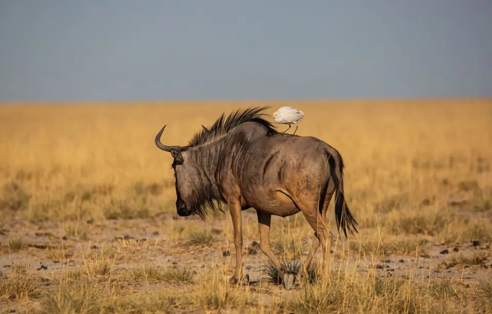 Namibia_Etosha_999.jpg