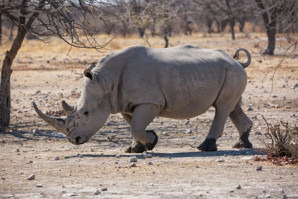 Namibia_Etosha_Oberlandlodge_23.jpg