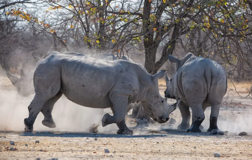 Namibia_Etosha_Oberlandlodge_30.jpg
