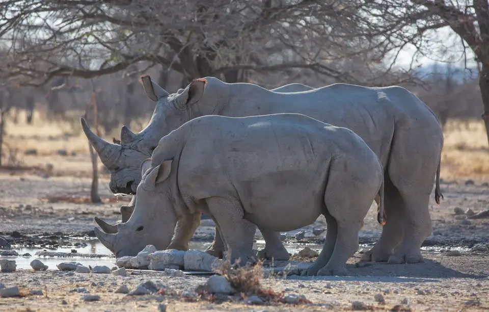 Namibia_Etosha_Oberlandlodge_34.jpg
