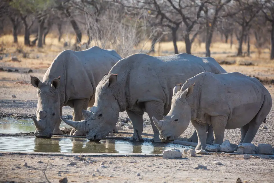Namibia_Etosha_Oberlandlodge_35.jpg