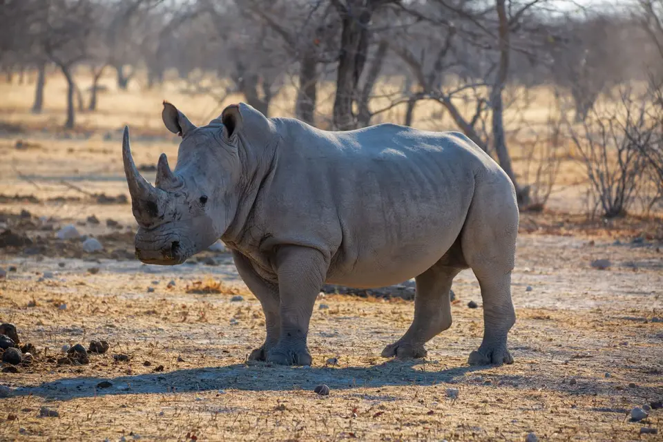 Namibia_Etosha_Oberlandlodge_40.jpg