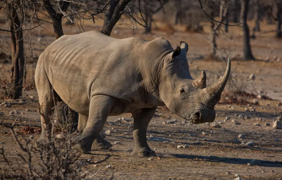 Namibia_Etosha_Oberlandlodge_45.jpg