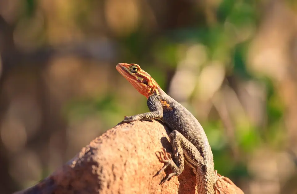 Namibia_Grootberglodge_14.jpg