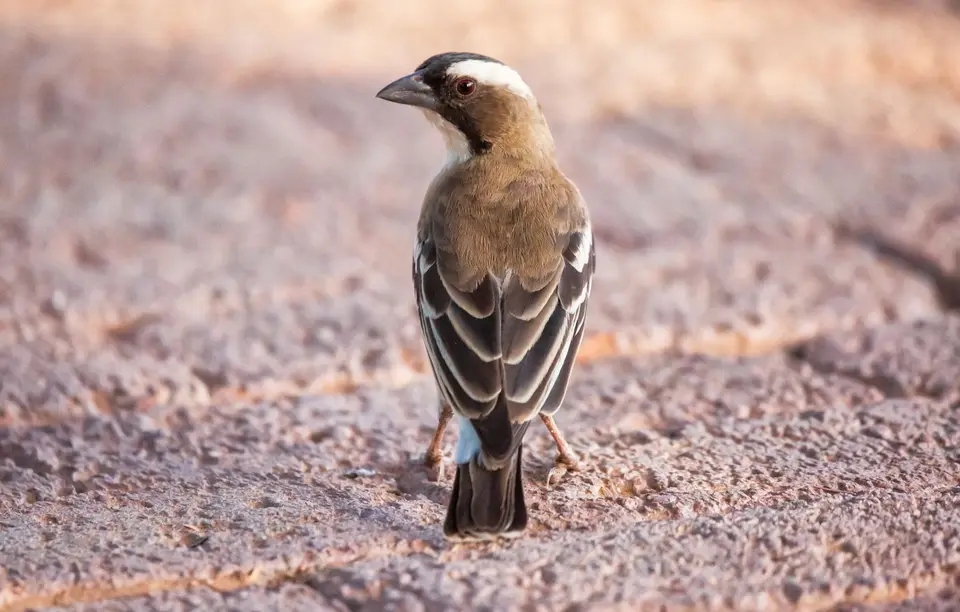 Namibia_KalahariGameLodge_05.jpg